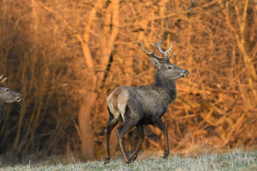 Stag deer with antlers in growth comes from dense bushes to graze in spring