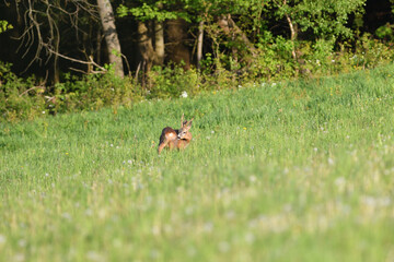A young roe deer with antlers grazes on a green meadow in the early evening