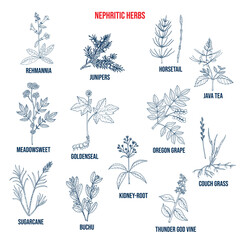 Fototapeta premium Nefrytyczne zioła na choroby nerek, naturalny zestaw botaniczny