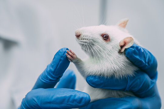 a white laboratory rat in the hands of a scientist in blue rubber gloves. healtcare & medicine