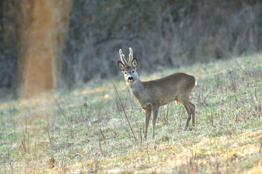Portrait of roe deer on the meadow in spring time
