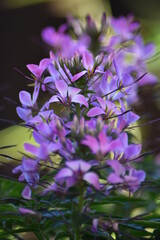 Blühende Spinnenblume (Cleome)