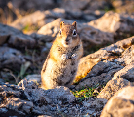 squirrel on the rock