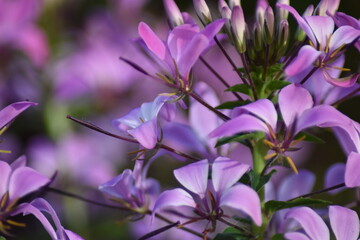 Obraz premium Blühende Spinnenblume (Cleome)