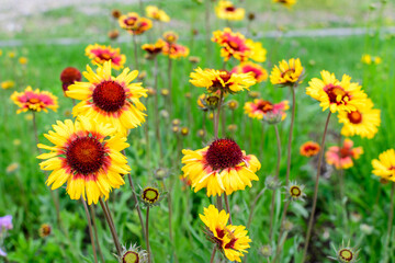 Many vivid yellow and red Gaillardia flowers, common name blanket flower, and blurred green leaves in soft focus, in a garden in a sunny summer day, beautiful outdoor floral background.