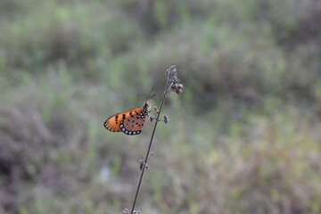 butterfly on the ground