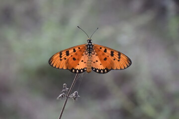 red admiral butterfly