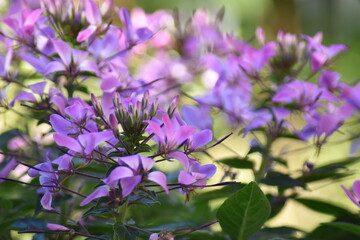 Blühende Spinnenblume (Cleome)