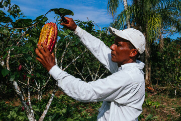 farmer man in cocoa plantation, tending and harvesting