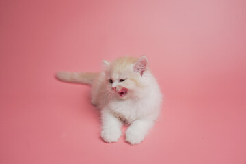 Cute persian kitten sitting on pink background