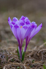 Colchicum autumnale flower, autumn crocus, meadow saffron