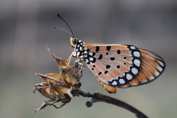 butterfly on a leaf