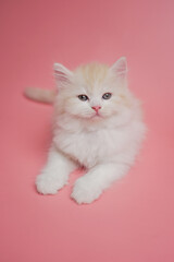 Cute persian kitten sitting on pink background