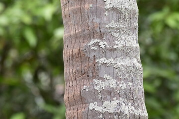 tree trunk in the woods