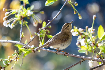 Little curious bird Booted warbler on a branch, on a blurry background of cherry flowers, on a sunny, spring day. Wildlife.