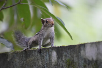 squirrel on a wall