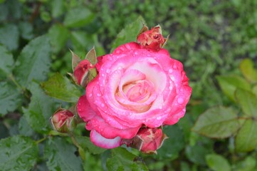 pink rose in garden