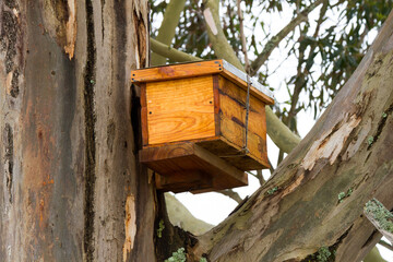 Capture bee hive placed high in tree to catch swarms