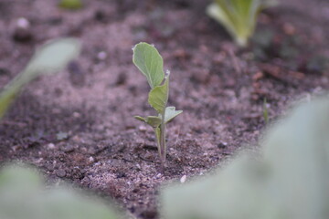 Junger Rosenkohl
