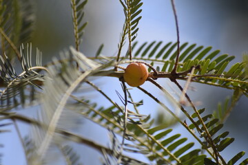Amla tree