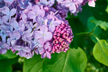 Purple lilac flowers macr image, green leaves.