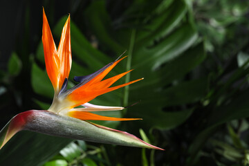 Plakat Bird of Paradise tropical flower on blurred background, closeup. Space for text
