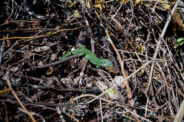 bright green lizard among dry branches in spring