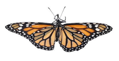 Beautiful fragile monarch butterfly isolated on white