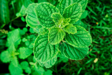 mint leaves on a green background
