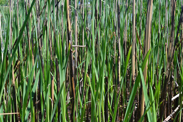 Fresh green grass background, nature backdrop.