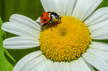 Obraz premium Ladybug crawls on a camomile flower 