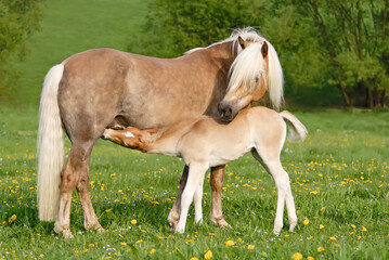Haflinger horses, a cute thirsty suckling foal drinking milk from its mother 