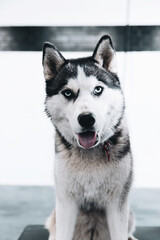 siberian husky dog