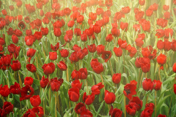 Tulips that are red amid refreshing steam, amazing fresh tulips that bloom in the garden, beautiful bright red tulips in a tulip field with a spray of water spreading. In the tulip field.