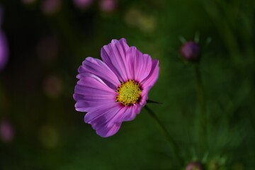 Fototapeta premium purple flower in the garden