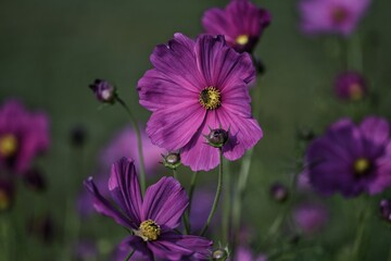 Obraz premium bee on a flower