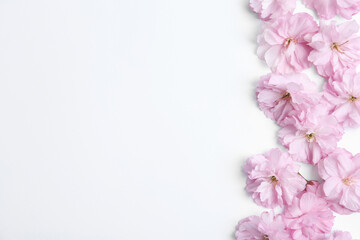 Beautiful sakura blossom on white background, space for text. Japanese cherry