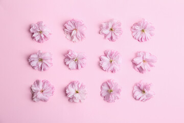 Beautiful sakura blossom on pink background, flat lay. Japanese cherry