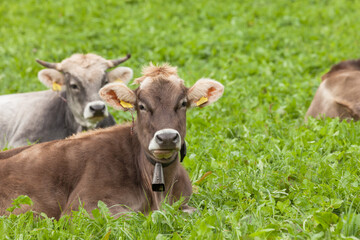 Some brown alpine cow resting in a green pasture in Dolomites area