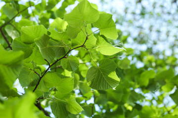 Fototapeta na wymiar Closeup view of linden tree with fresh young green leaves outdoors on spring day