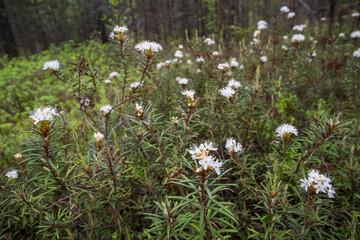 White ledum flowers close up