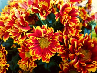 Yellow red chrysanthemum flowers bouquet background from green garden. Colorful yellow red chrysanthemum pattern in flowers shop. Cluster of yellow red chrysanthemum flowers. Vivid chrysantemum card
