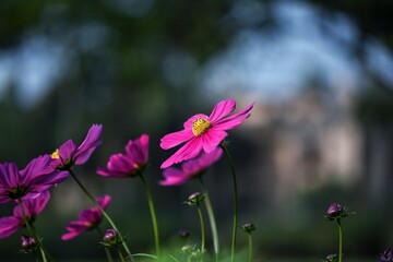 Fototapeta premium pink cosmos flower