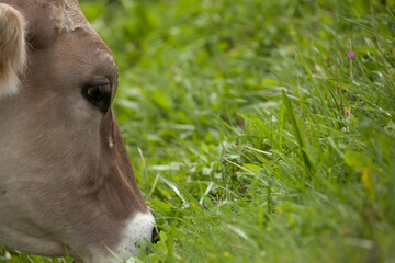 A brown alpine cow in a green pasture in Dolomites area