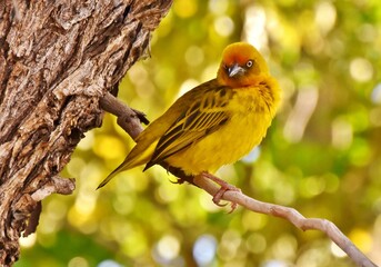 Close up of little yellow Cape weaver male