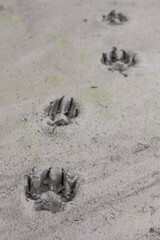 Obraz premium Yukon Territory, Alaska. Vertical view of three Artic wolf footprints in a dry mud background.