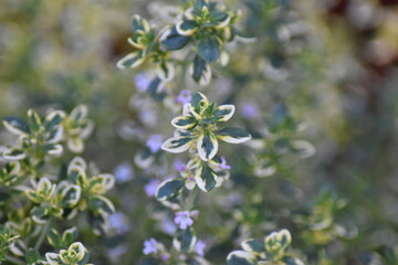 Zitronen-Thymian (Thymus citriodorus)