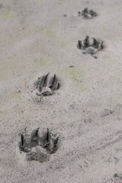 Yukon Territory, Alaska. Vertical View Of Three Artic Wolf Footprints In A Dry Mud Background.