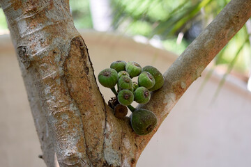 close up of a tree, fig tree