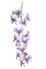 Fototapeta na wymiar Purple and white orchid flower bouquet bloom isolated on white background included clipping path.